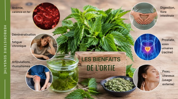 Bienfaits de l'ortie - plante médicinale utilisée pour le fer, les articulations, la digestion, la peau et les voies urinaires - Herboristerie Sensathé